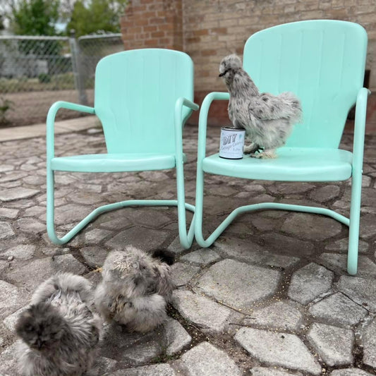 Chickens around and on top of mint colored metal chairs, outdoors