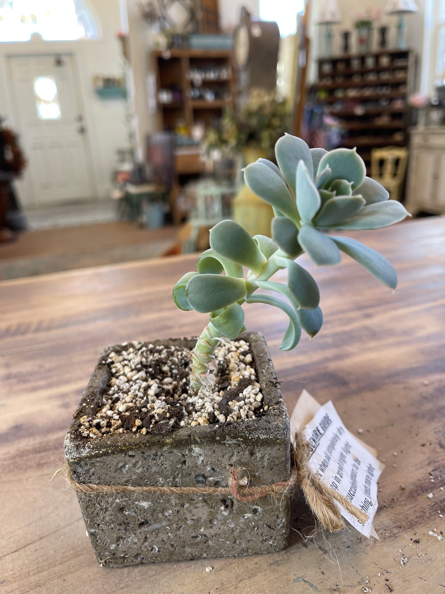 Planters with Succulents - Sold Individually picked at random