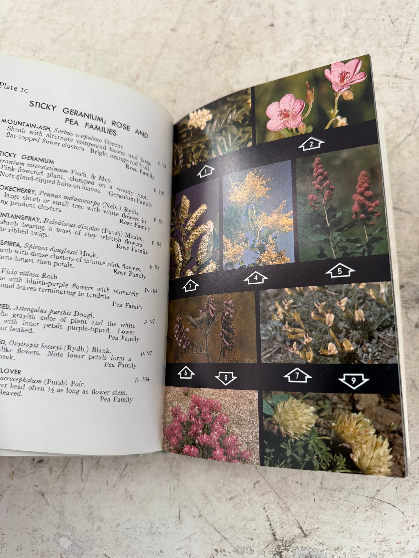 A Field Guide to Rocky Mountain Wildflowers by John Johnson Craighead, Frank C. Craighead Jr., and Ray J. Davis