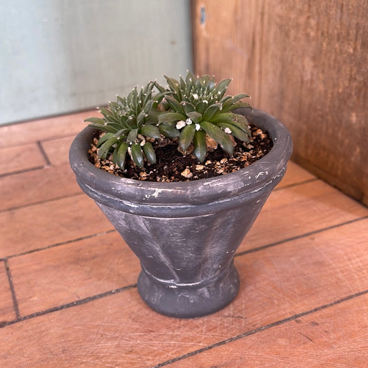 Small Pot with live succulent