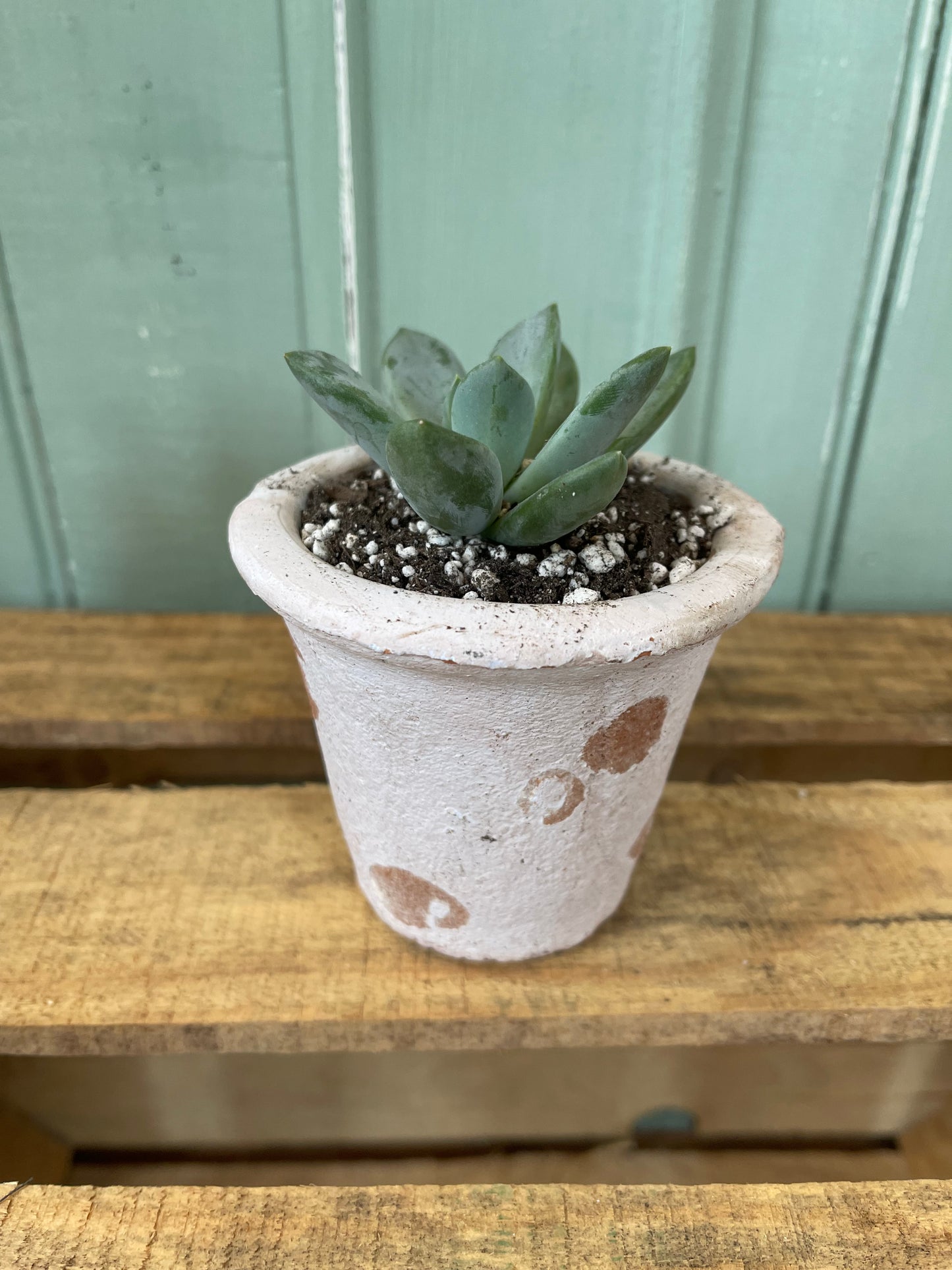 Planters with Succulents - Sold Individually
