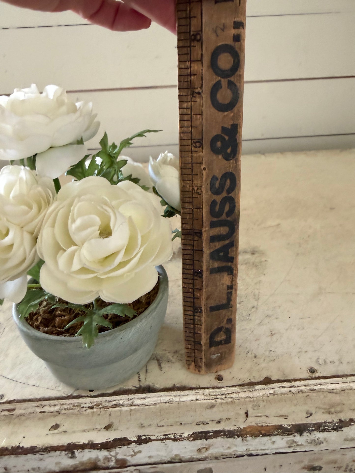 Peonies in cement Pot will get makeover