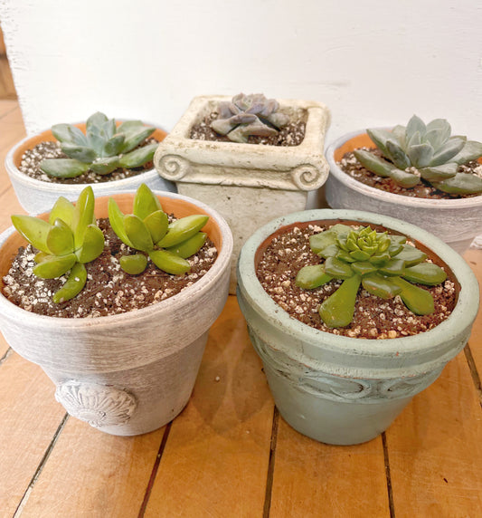 Pot with succulent - sold individually