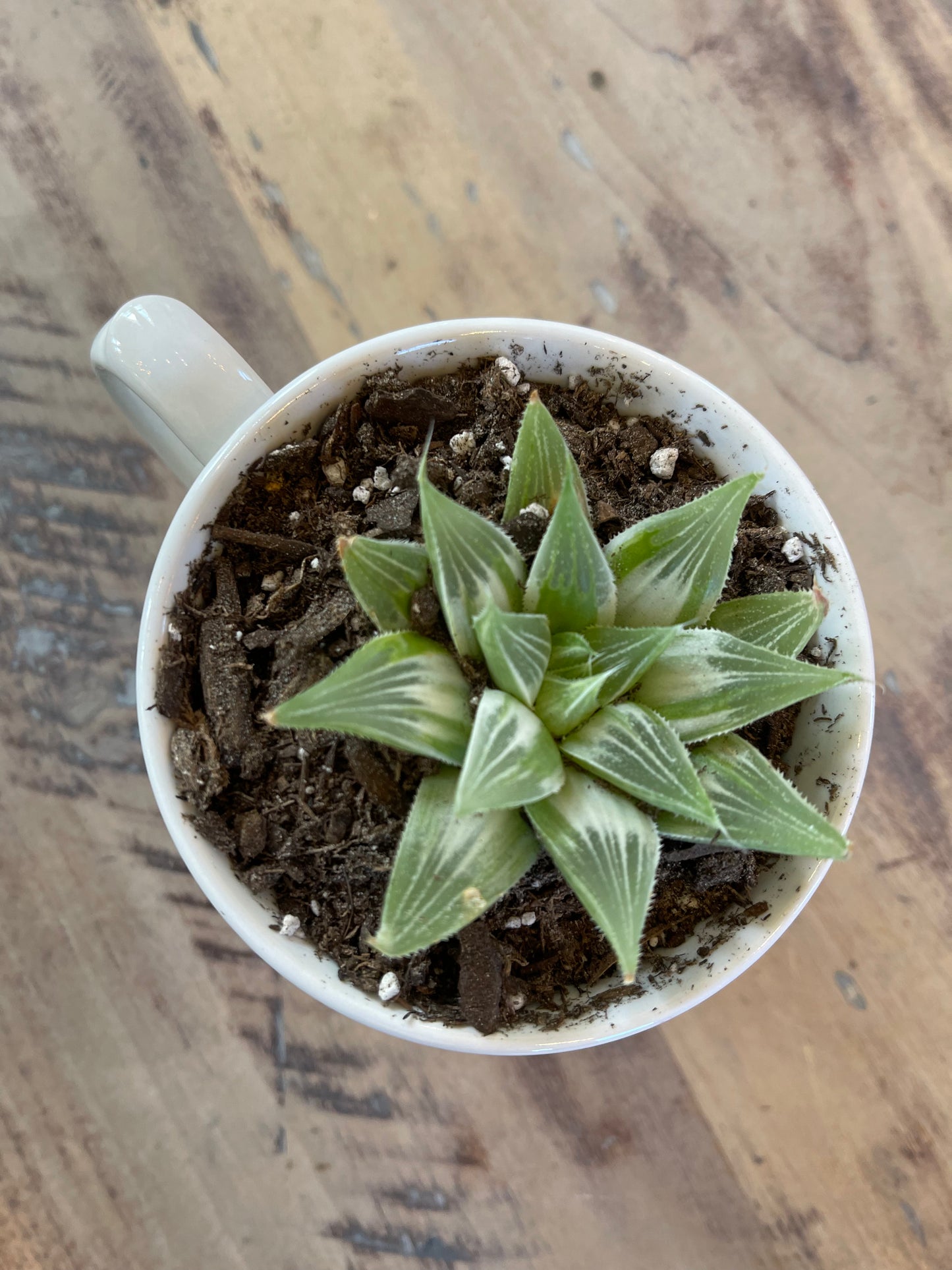 Anthropologie B mug with succulent