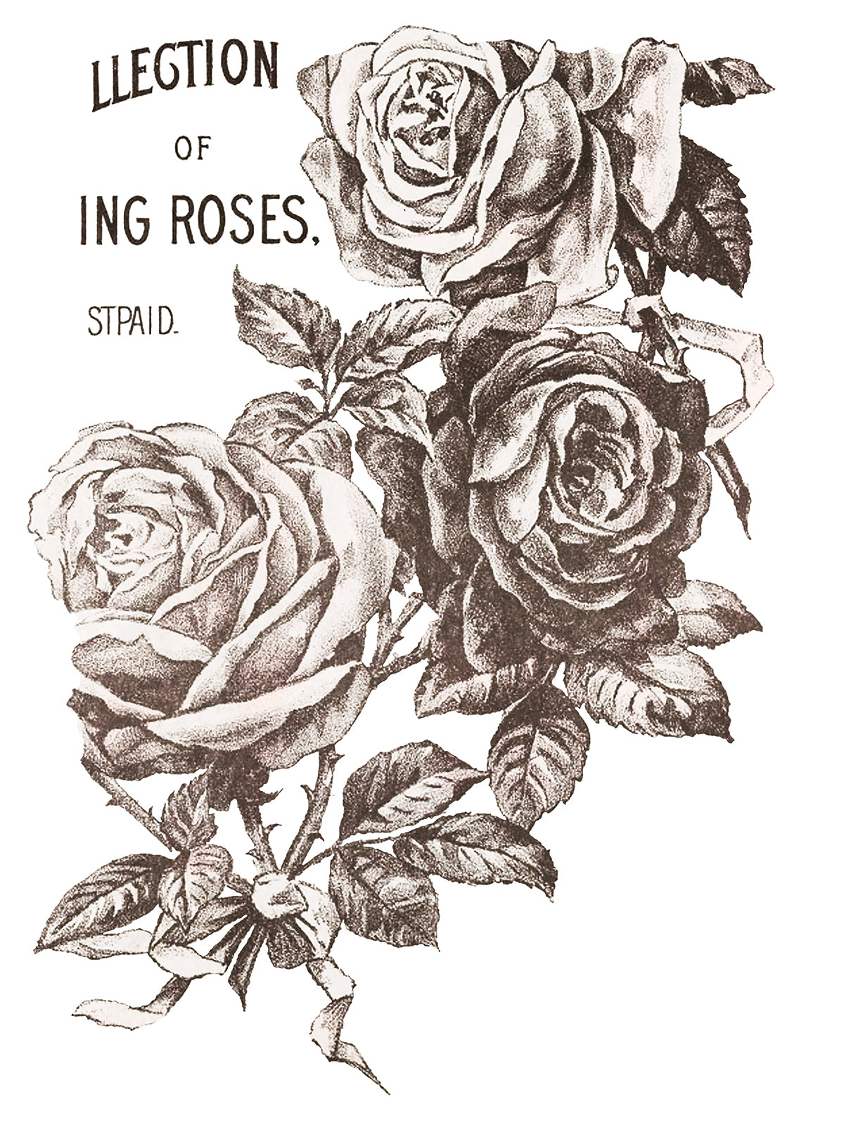 Iron Orchid Designs May's Roses | IOD Transfer