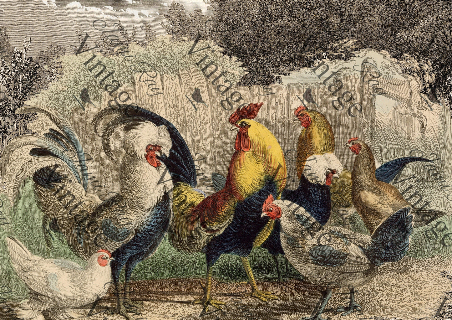 Poulette, Poulet? | JRV Rice Paper | A4