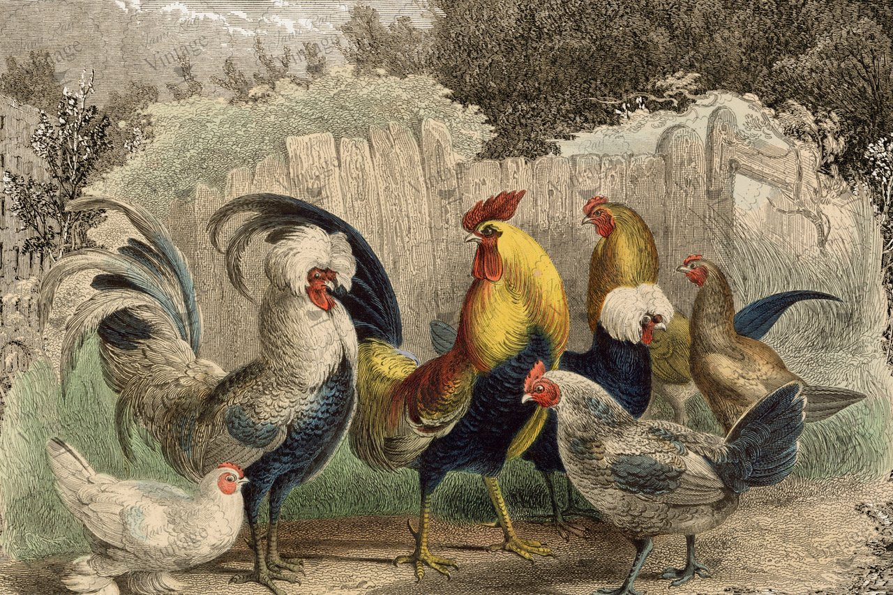 Poulette, Poulet? | JRV Large Paper