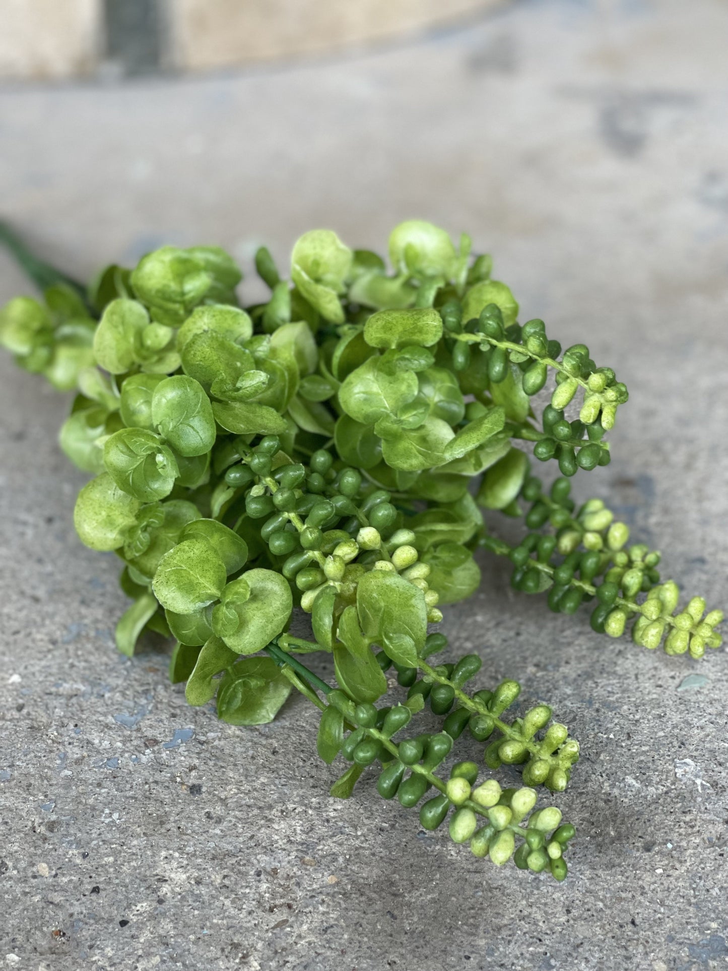 Eucalyptus with buds stem