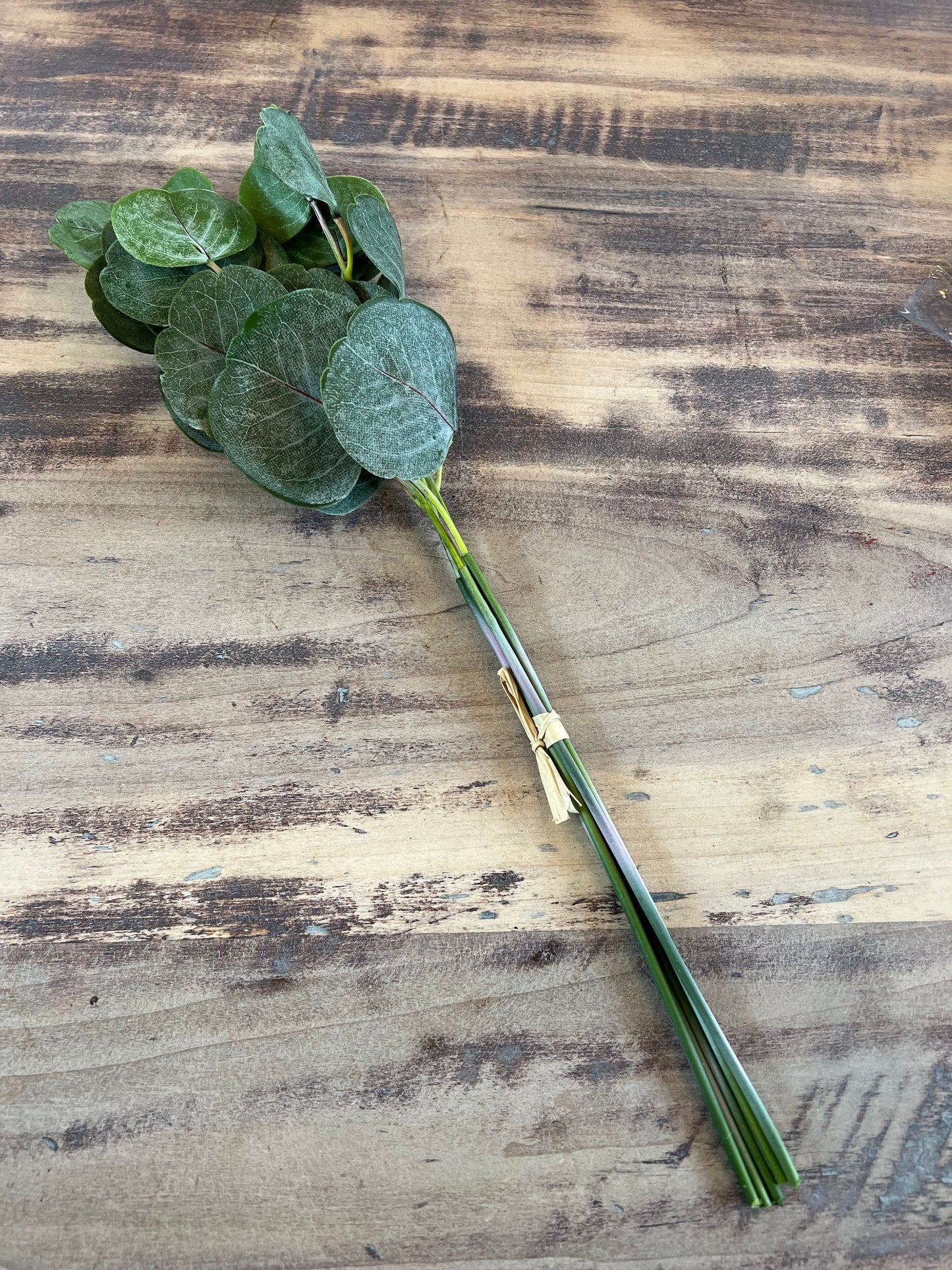 Silver Dollar Encalyptus Bunch