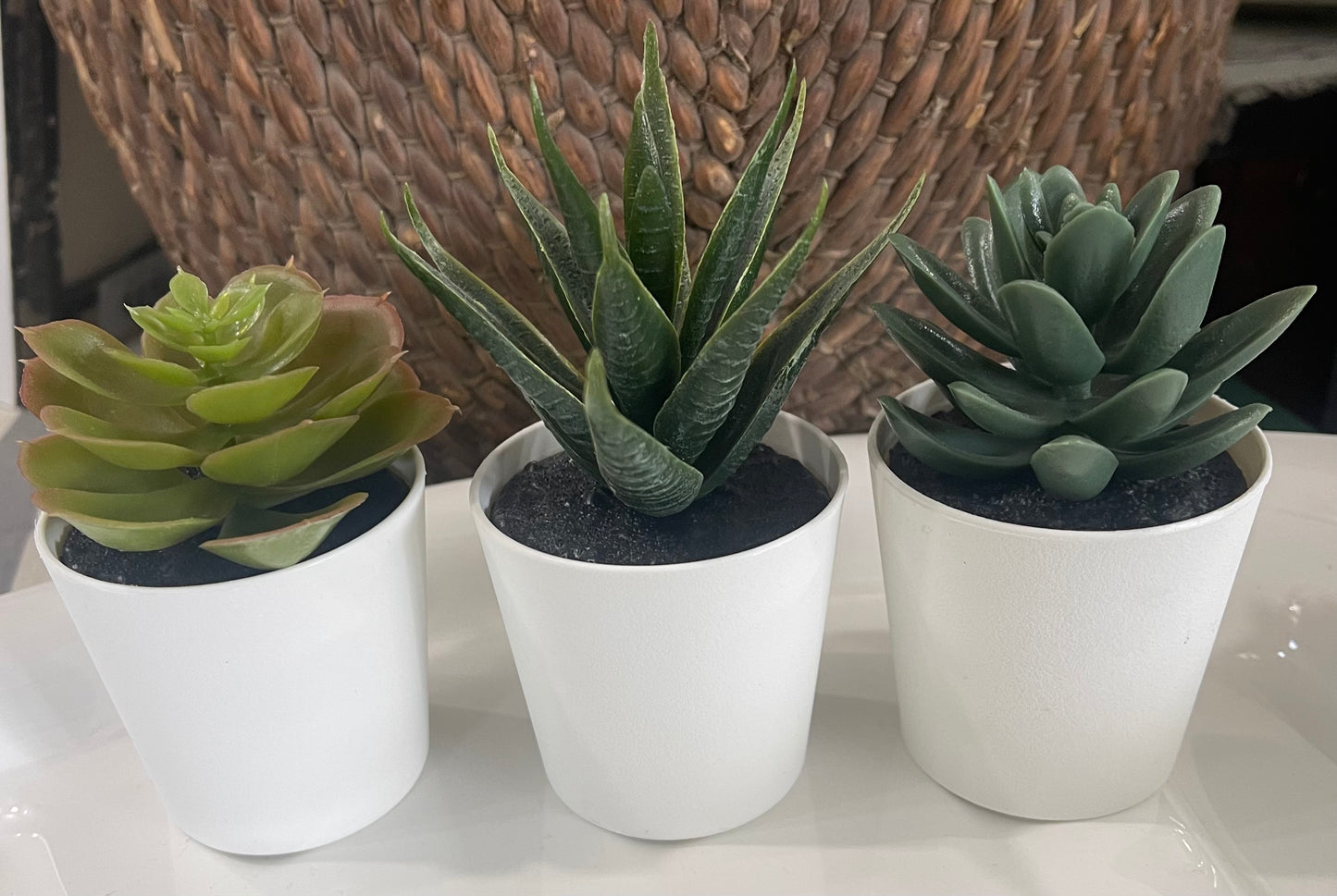 Fake Succulent (Chosen At Random)