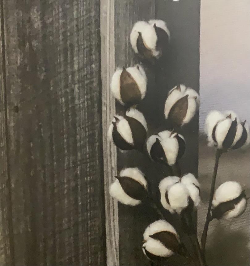 Set of 12 Cotton Stems