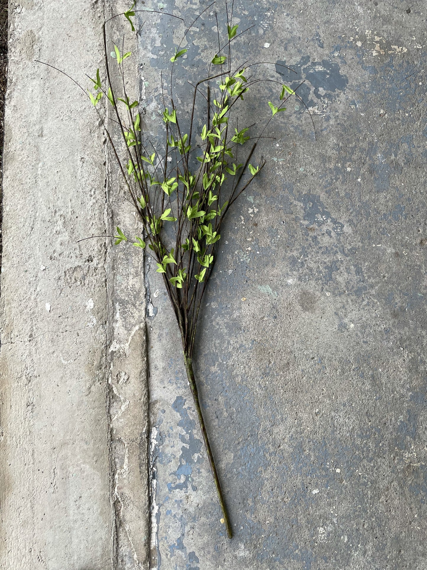 Tall green bud stem