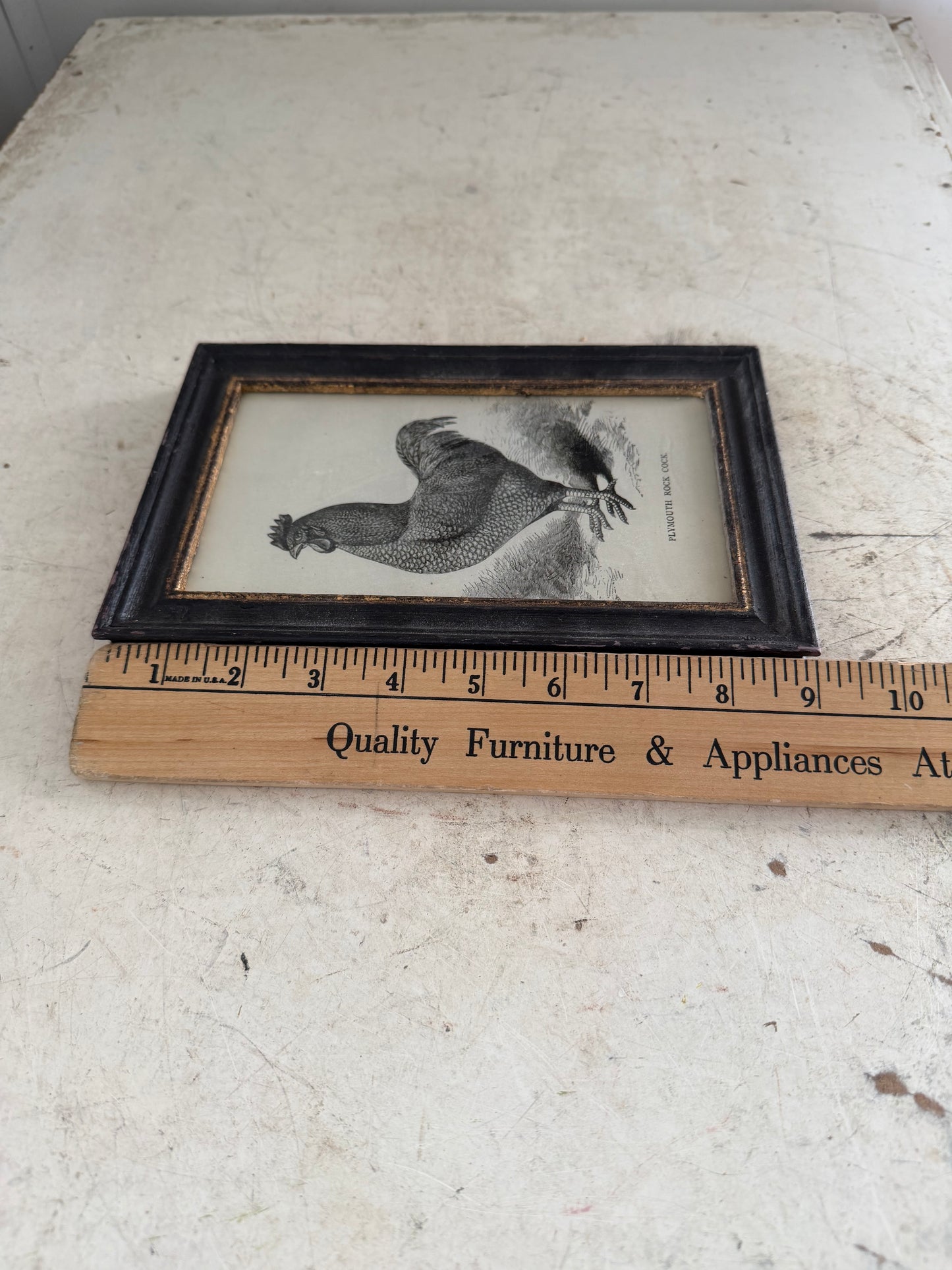 Plymouth Rock Cock Framed Print