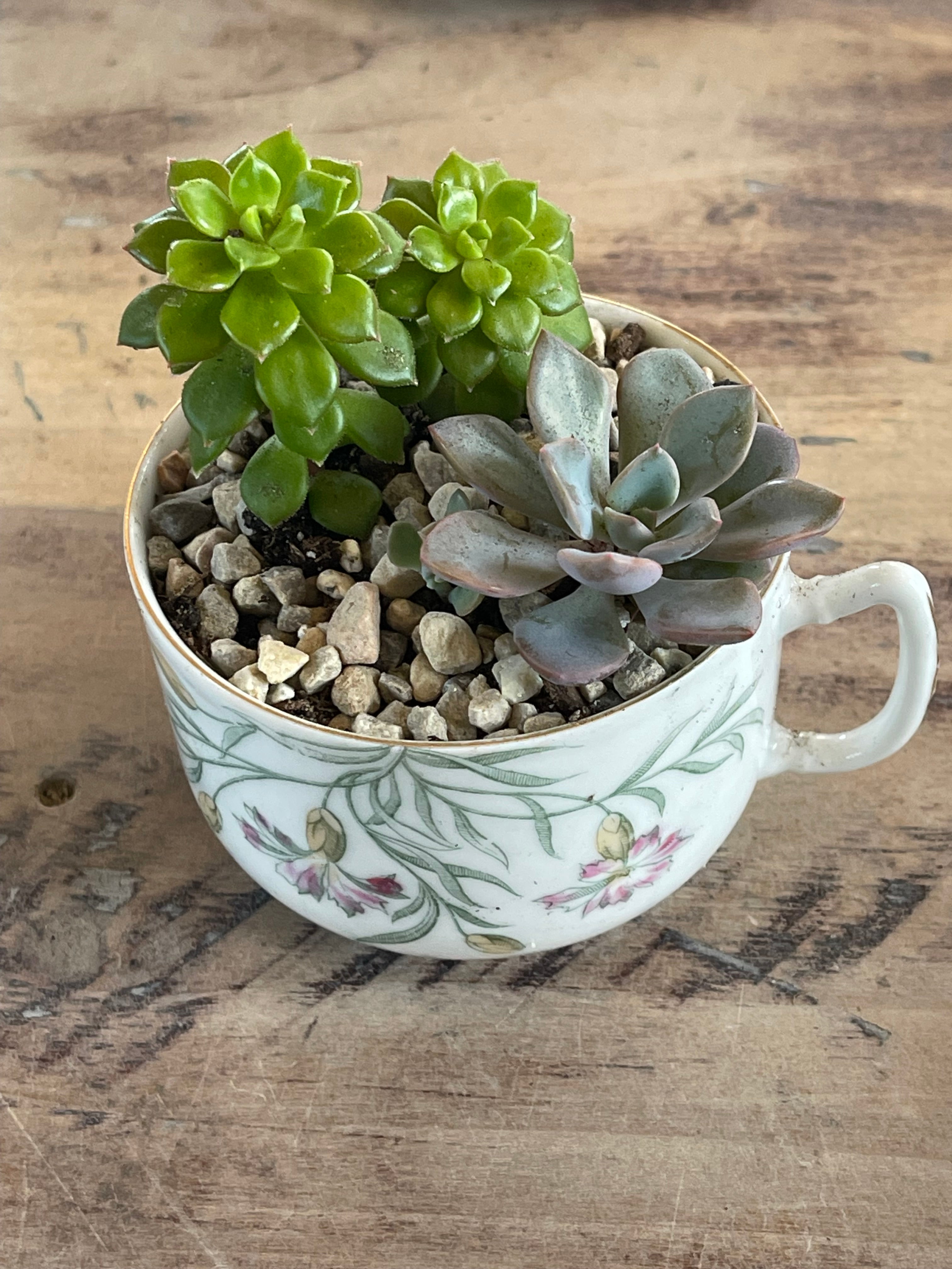 Teacup Succulent Garden- sold individually
