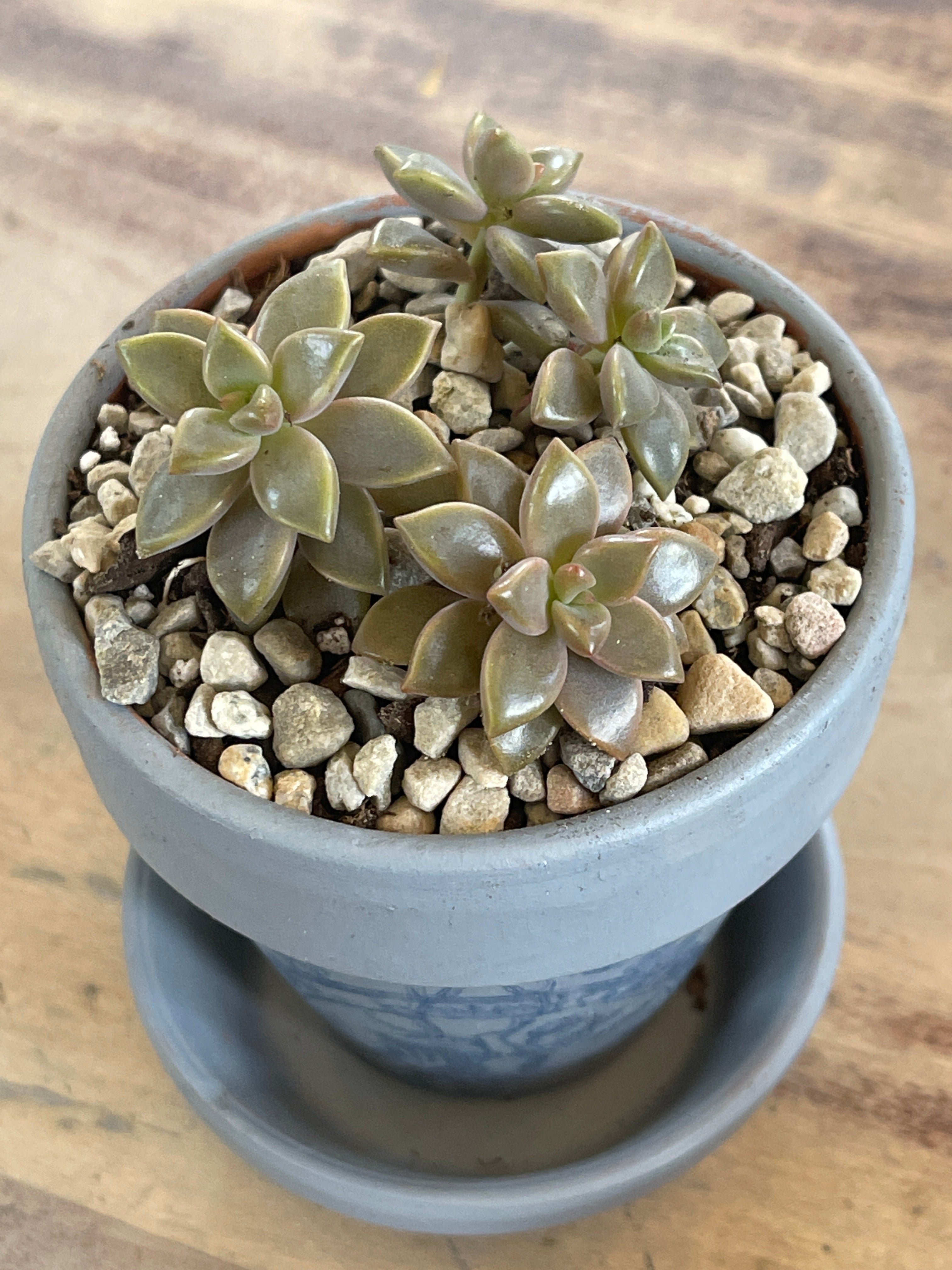 Succulent in Mini Terracotta Pot with saucer