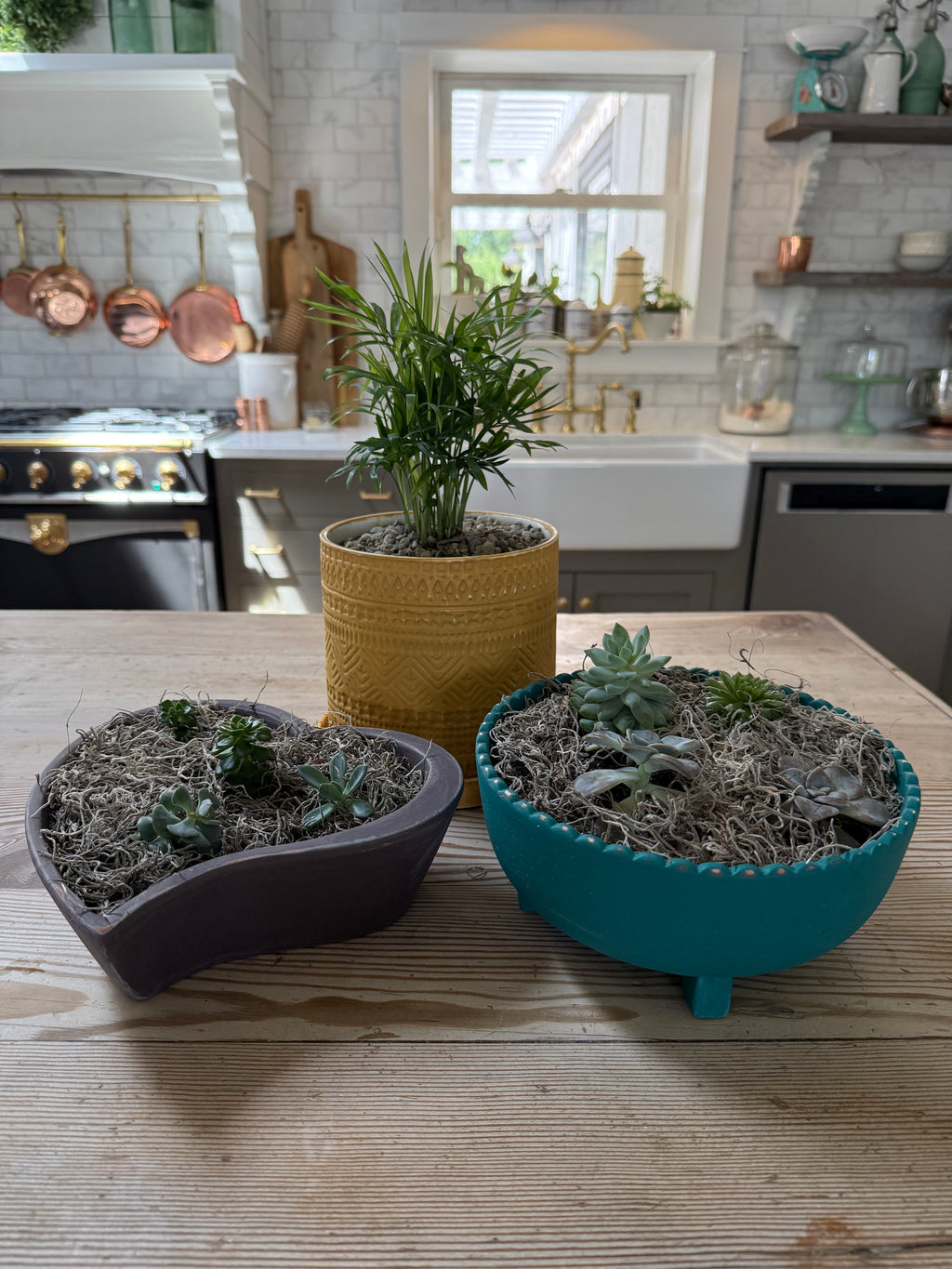 Hand painted plot planted with succulents - sold individually