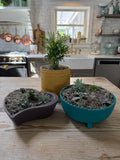 Hand painted plot planted with succulents - sold individually