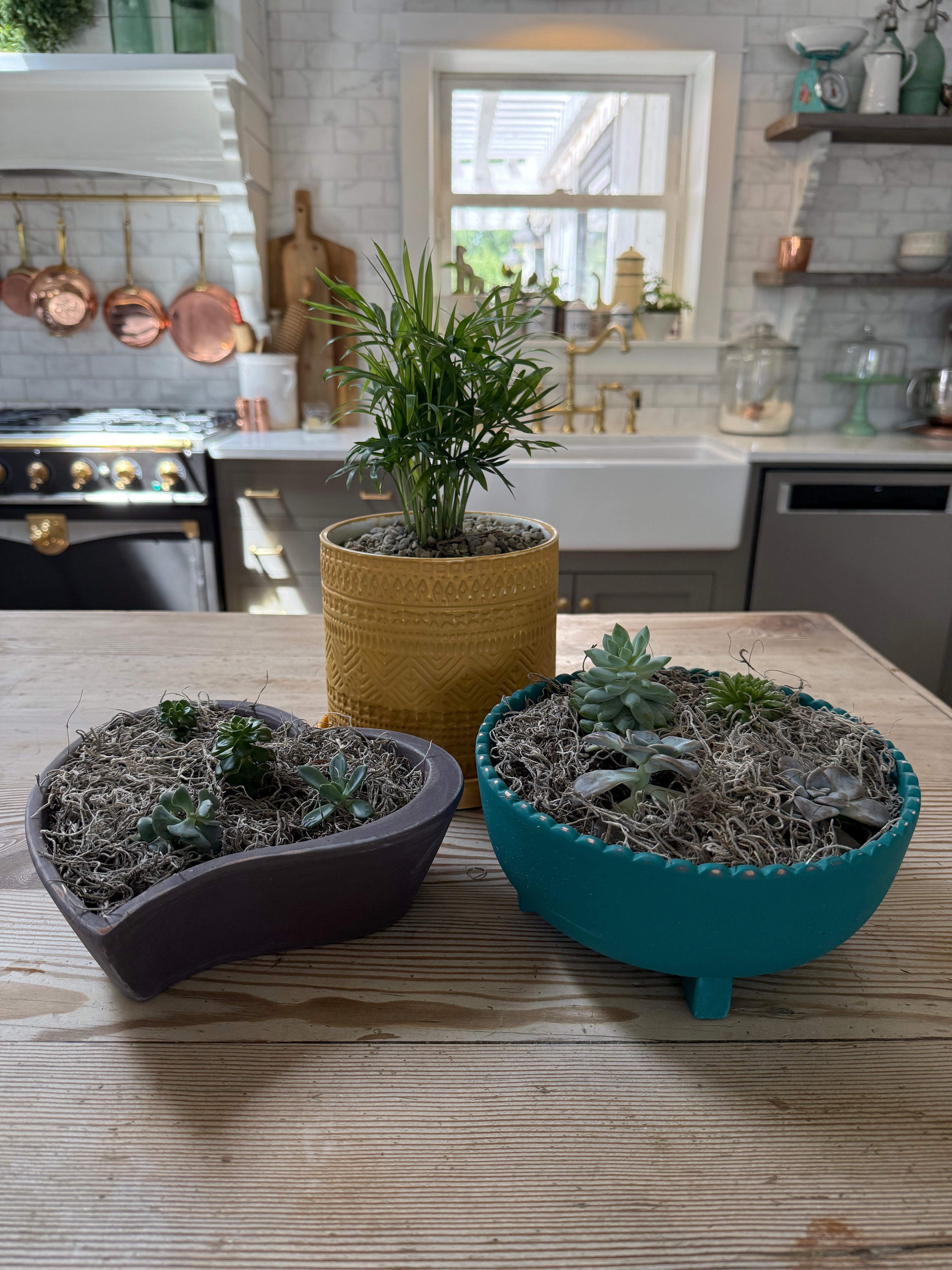 Hand painted plot planted with succulents - sold individually