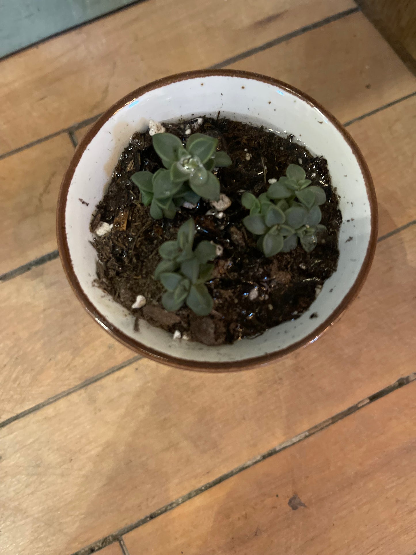 Schwans Speckled Cup with live Succulent