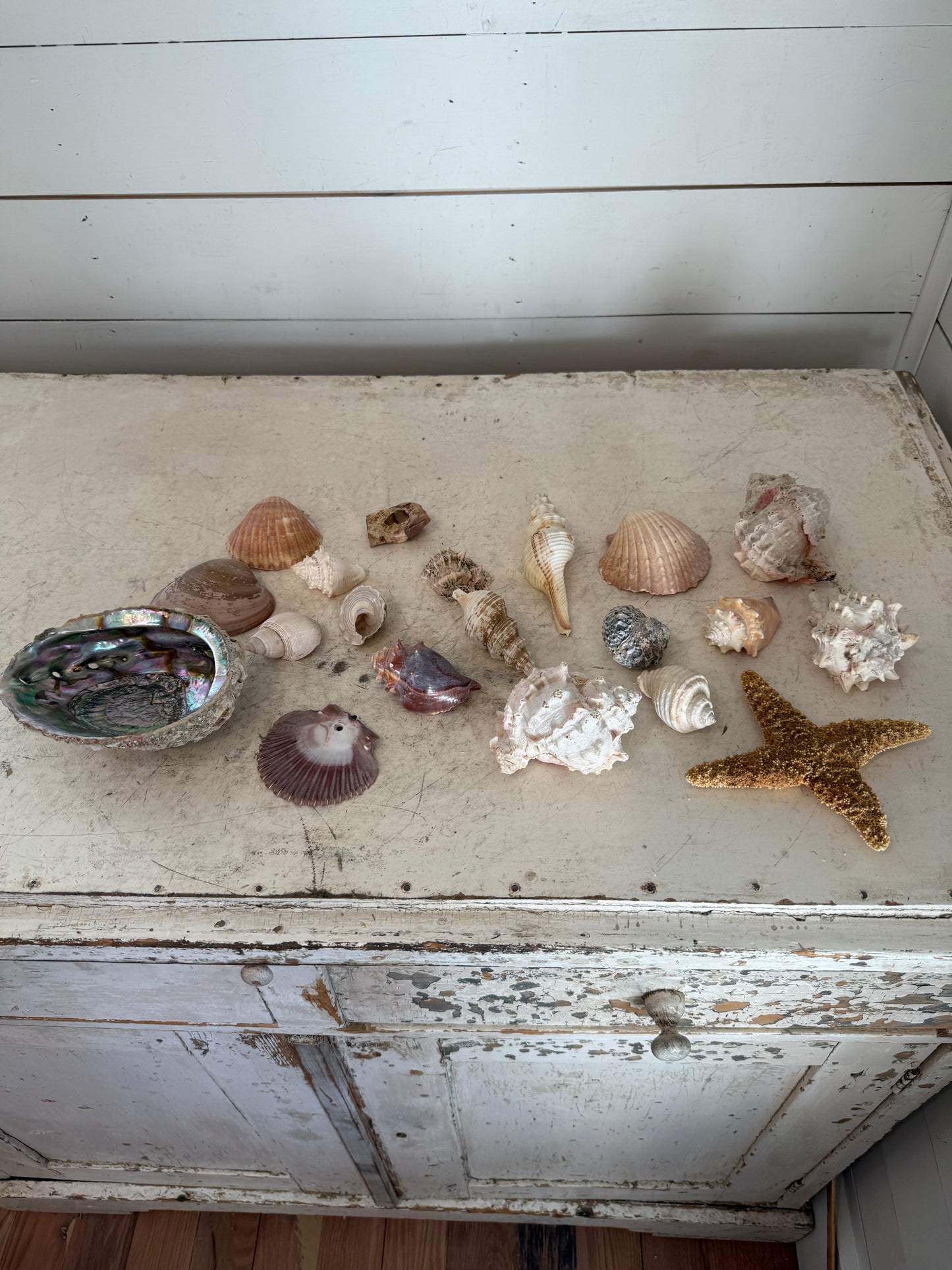 Assorted Seashells sold as set