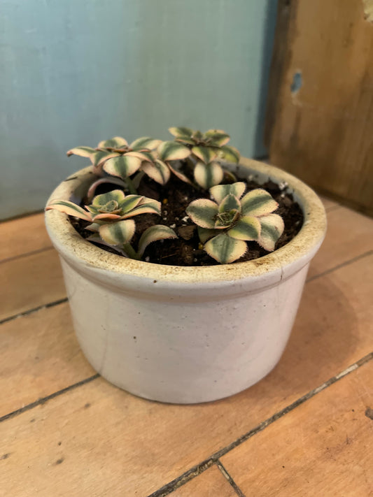 Small Stoneware Crock hairline crack with live succulent