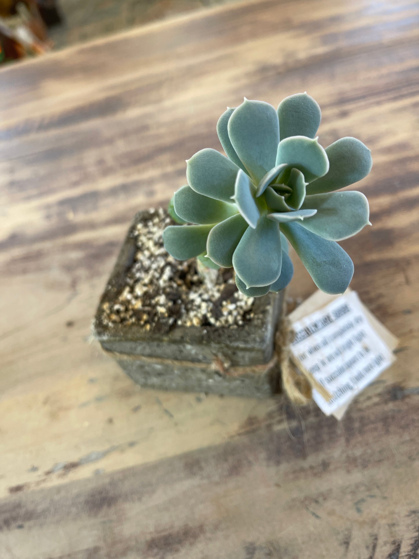 Planters with Succulents - Sold Individually picked at random