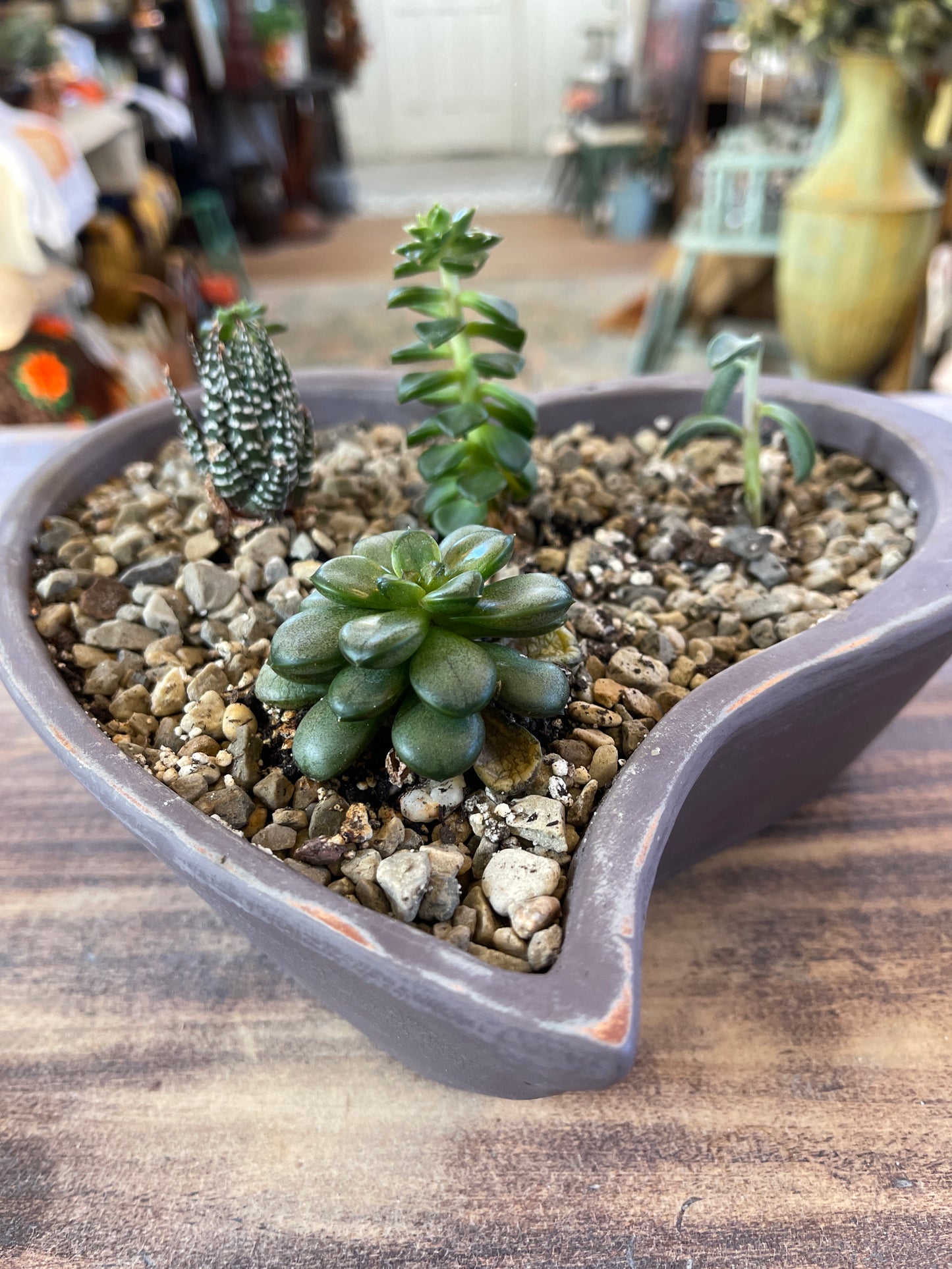 Hand painted plot planted with succulents - sold individually