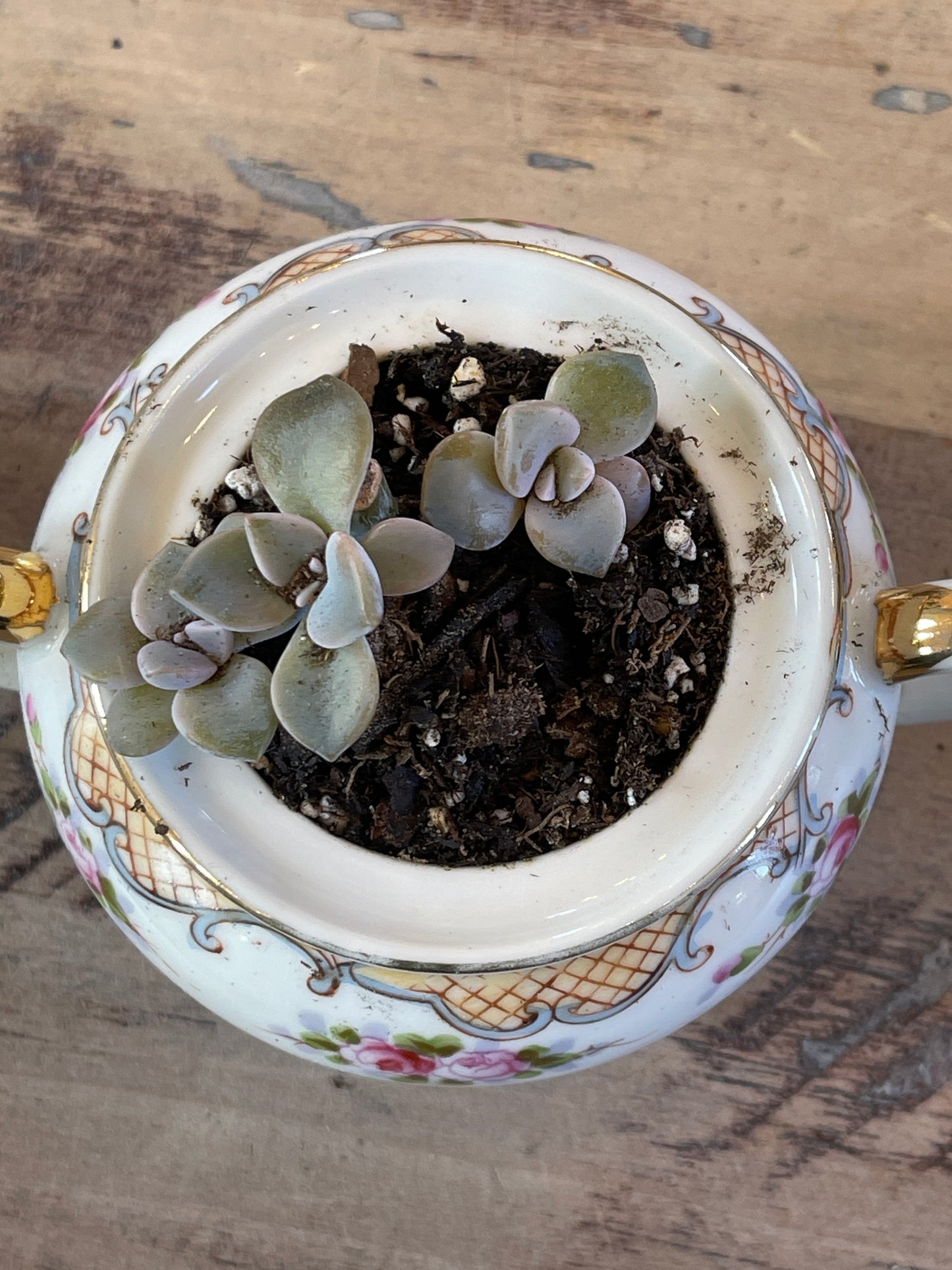 Antique Nippon Porcelain Sugar Bowl with Live succulent