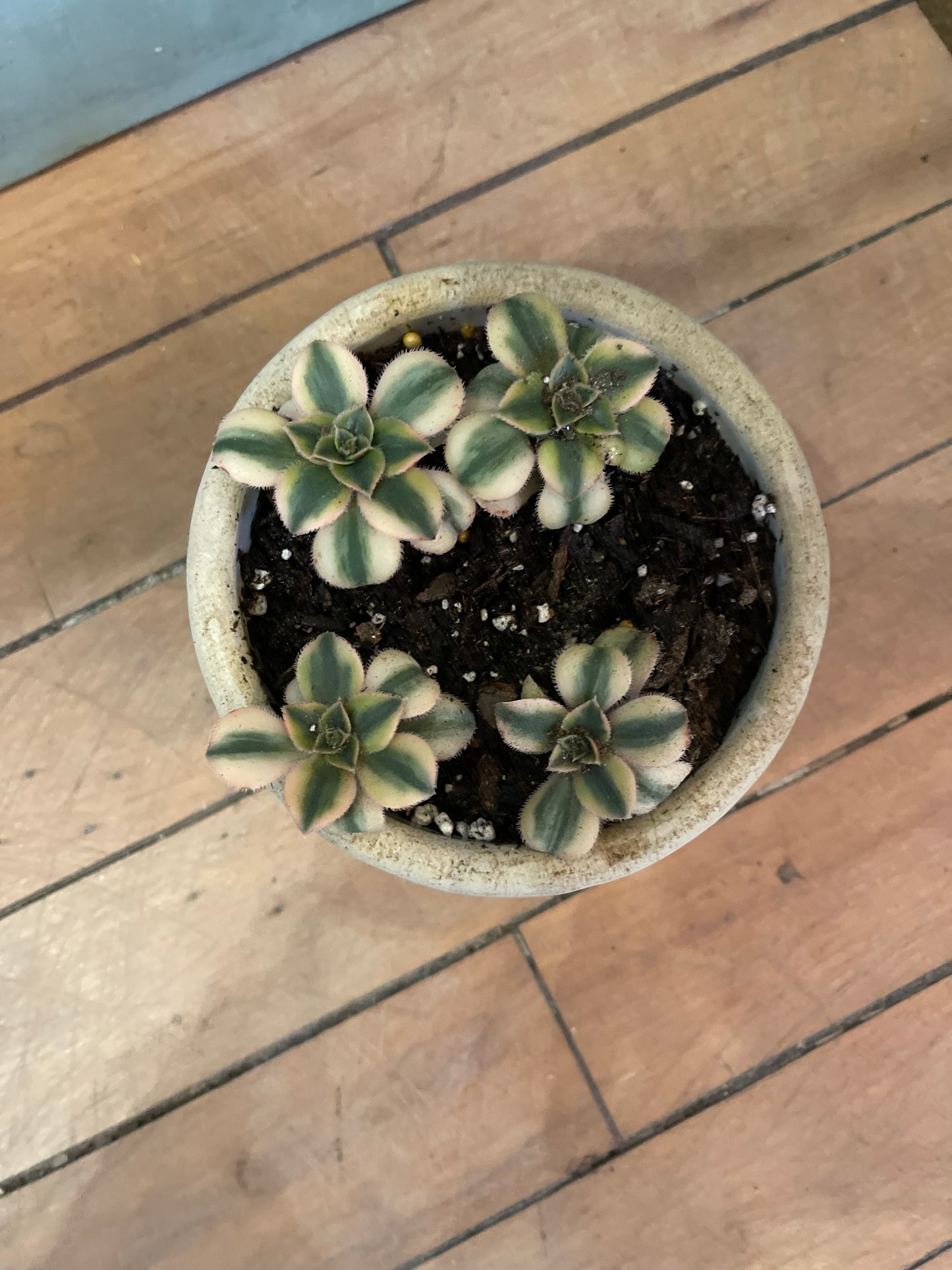 Small Stoneware Crock hairline crack with live succulent