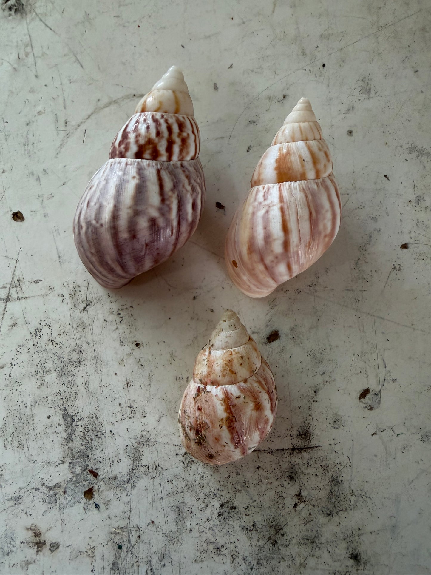 Fairyland Shells -Set of 3