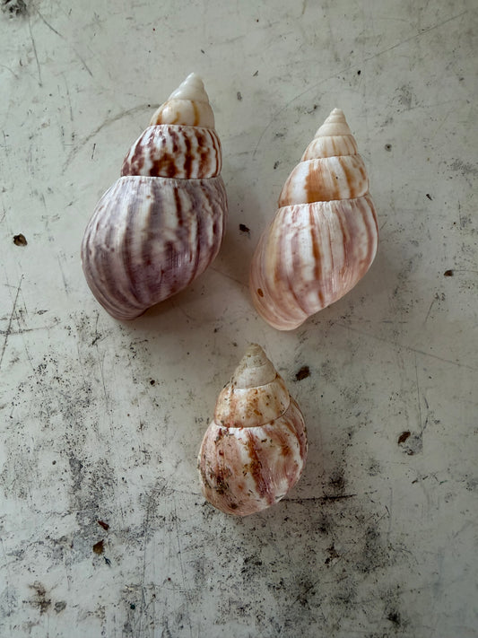Fairyland Shells -Set of 3