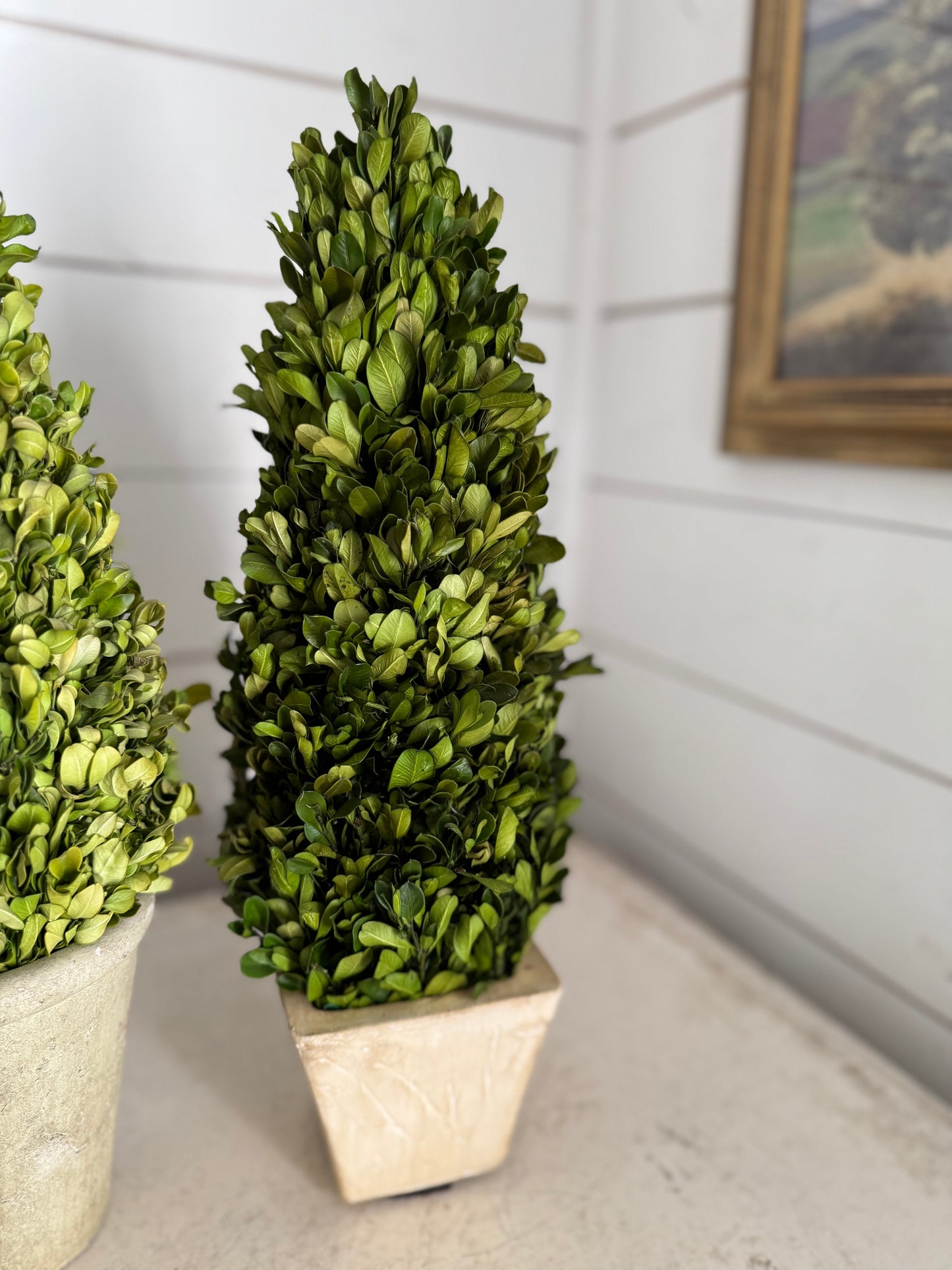 Preserved boxwood topiary - Sold separately