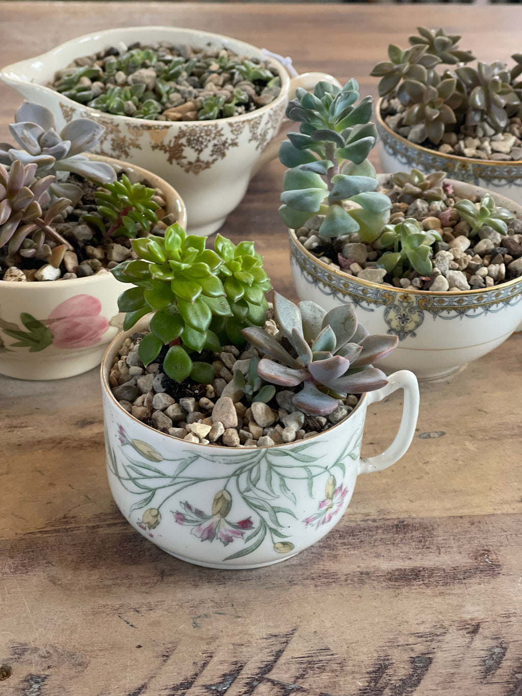 Teacup Succulent Garden- sold individually