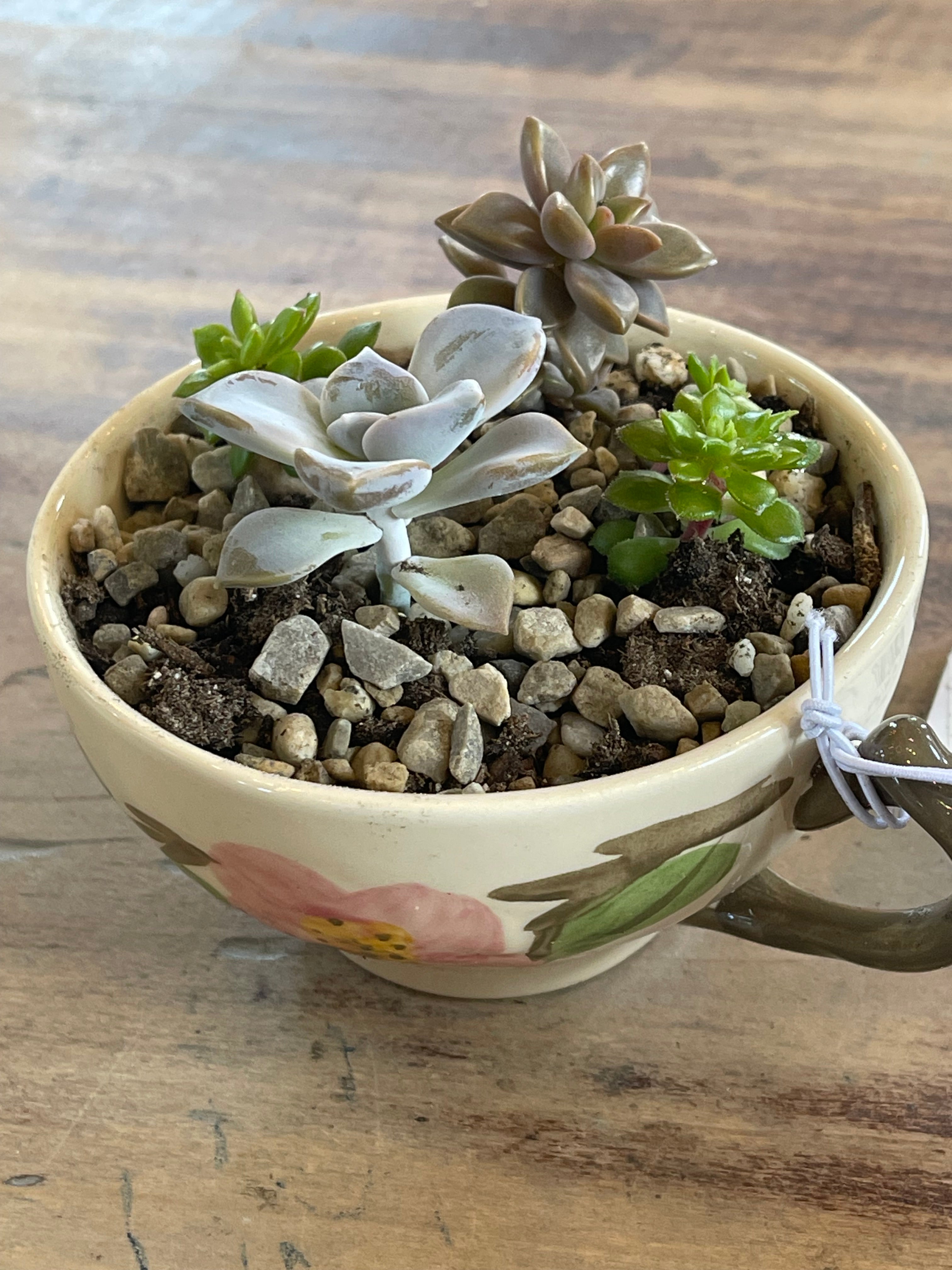 Teacup Succulent Garden- sold individually