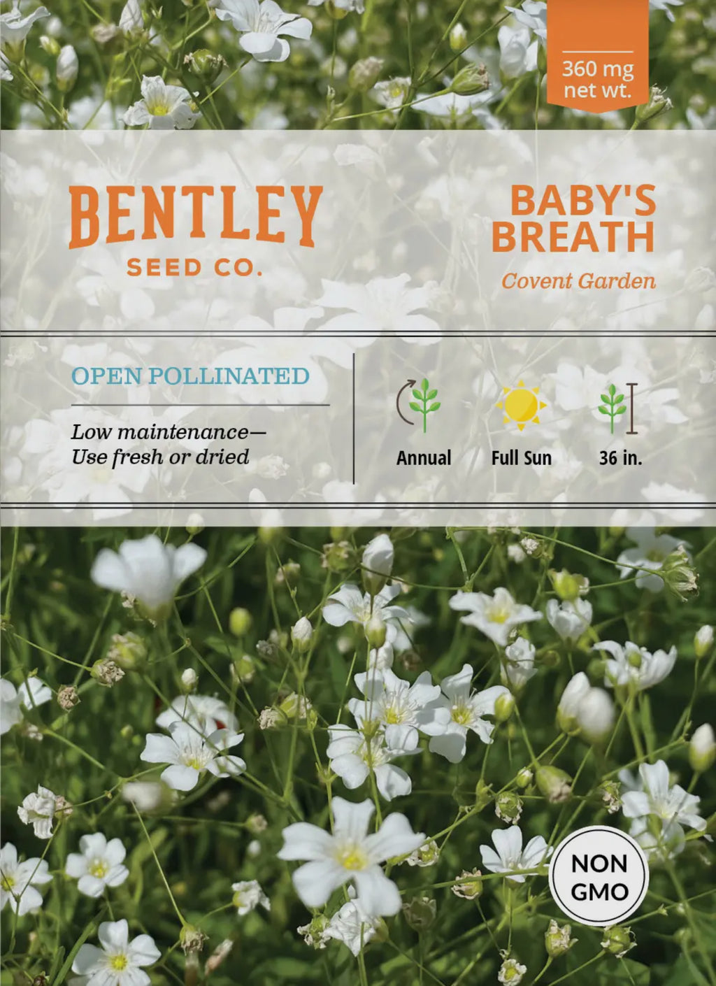 Bentley Seeds