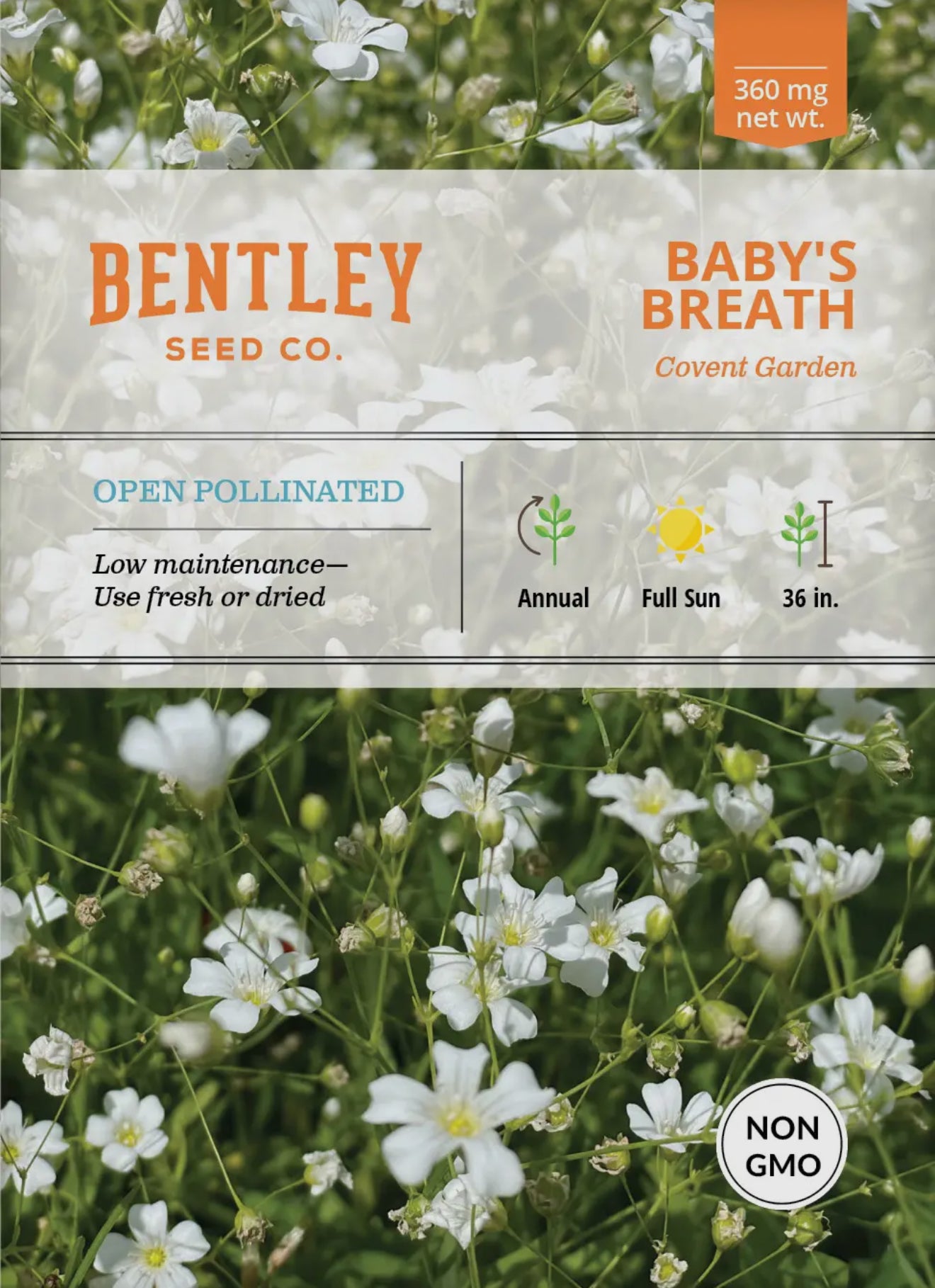 Bentley Seeds