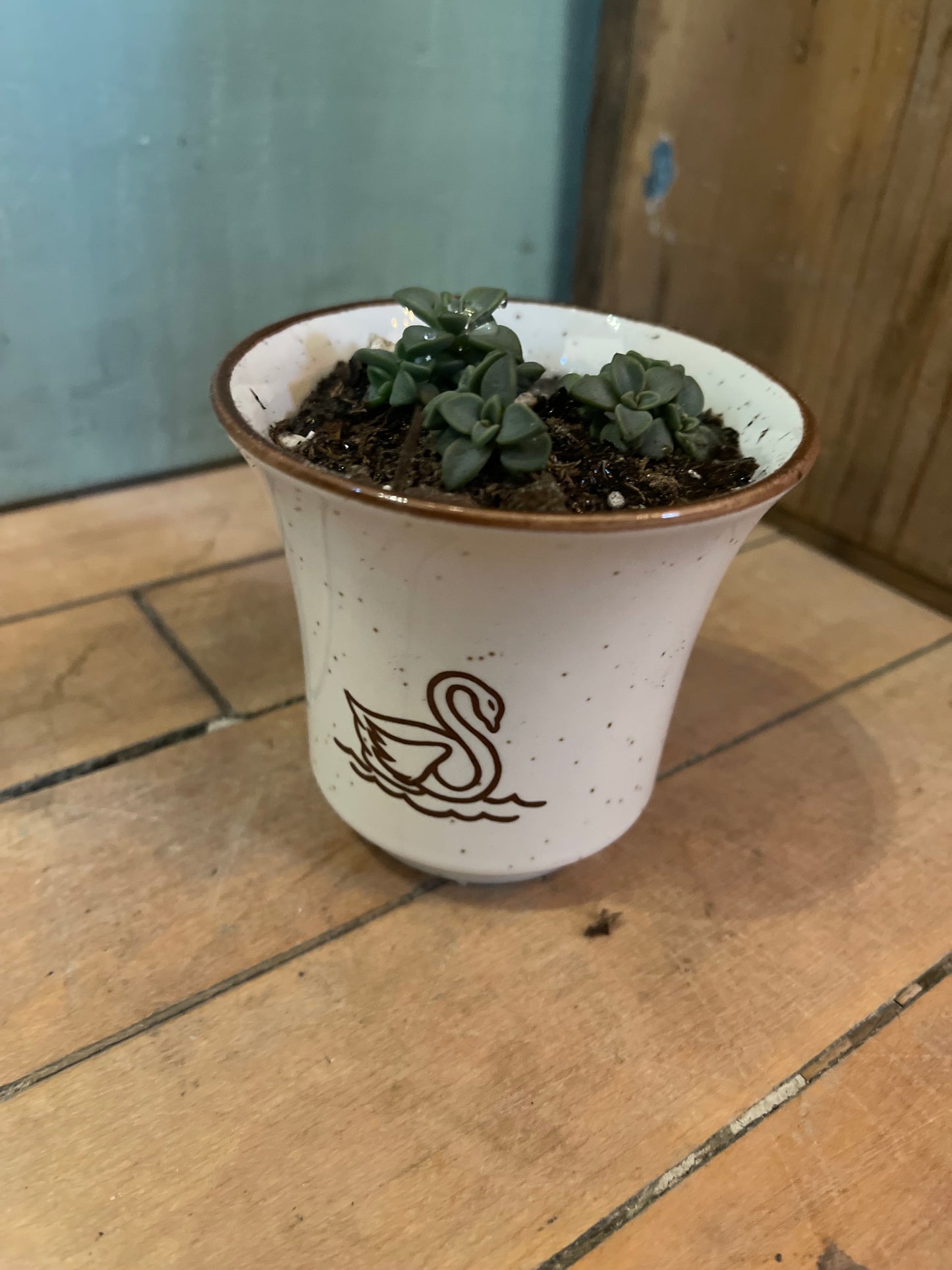Schwans Speckled Cup with live Succulent