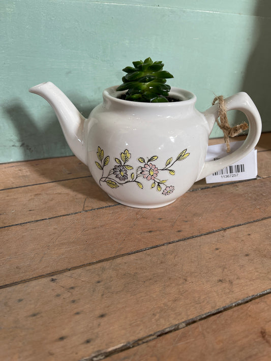 Floral Teapot with Live Succulent