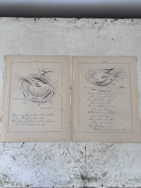 Set of Victorian Script with bird Prints