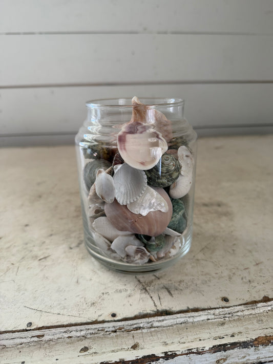 Glass Jar Filled With Seashells - No lid