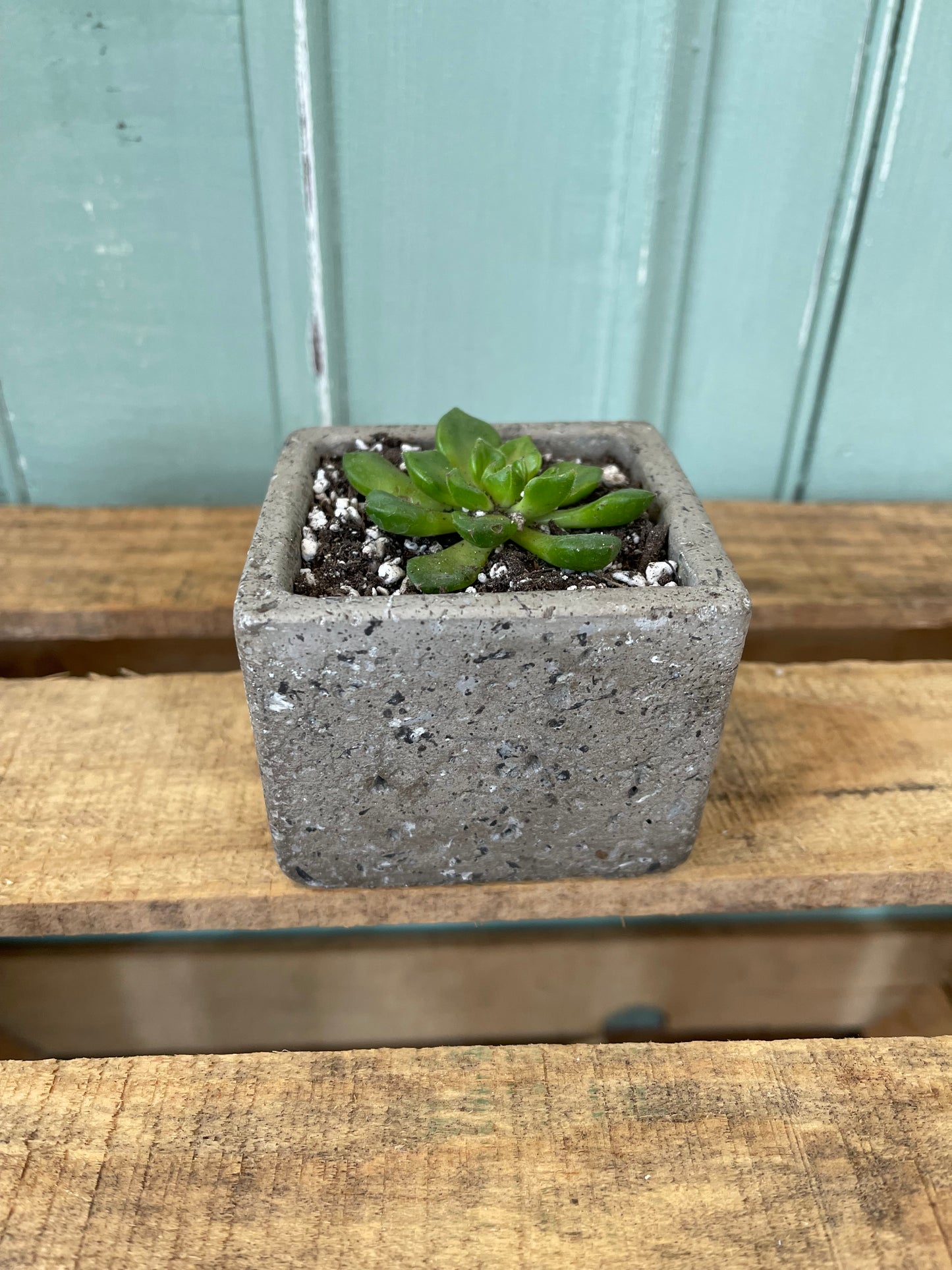 Planters with Succulents - Sold Individually