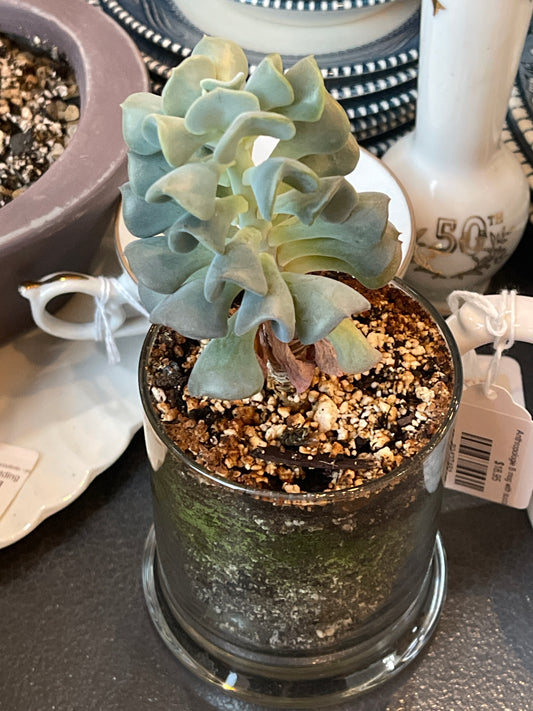 Planted succulent in glass vessel