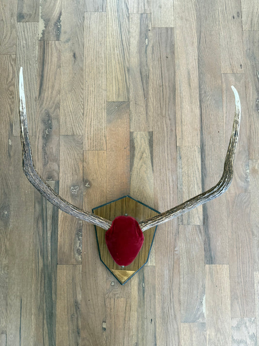 Mid Century Vintage Mounted Trophy Elk Antlers