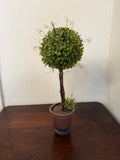 Boxwood Topiary in aged pot