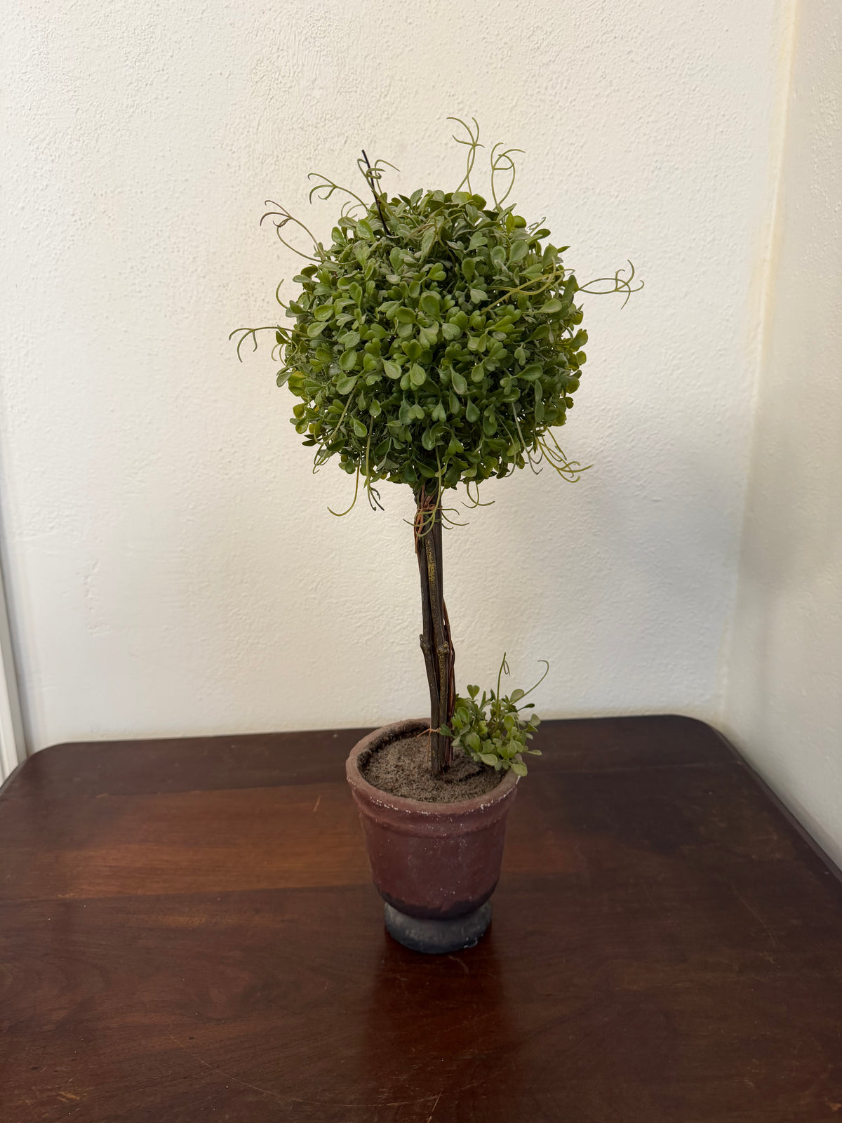 Boxwood Topiary in aged pot