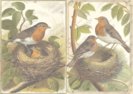 Nesting Robins | JRV A4 Rice Paper