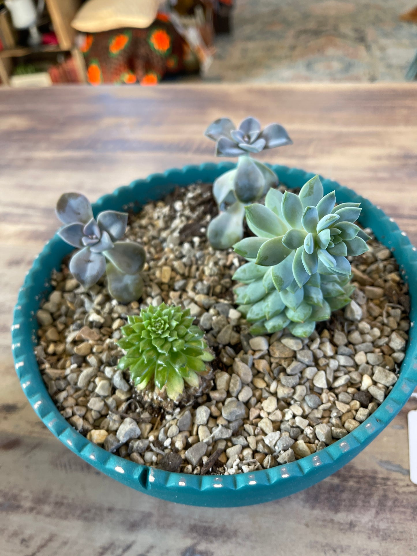 Hand painted plot planted with succulents - sold individually