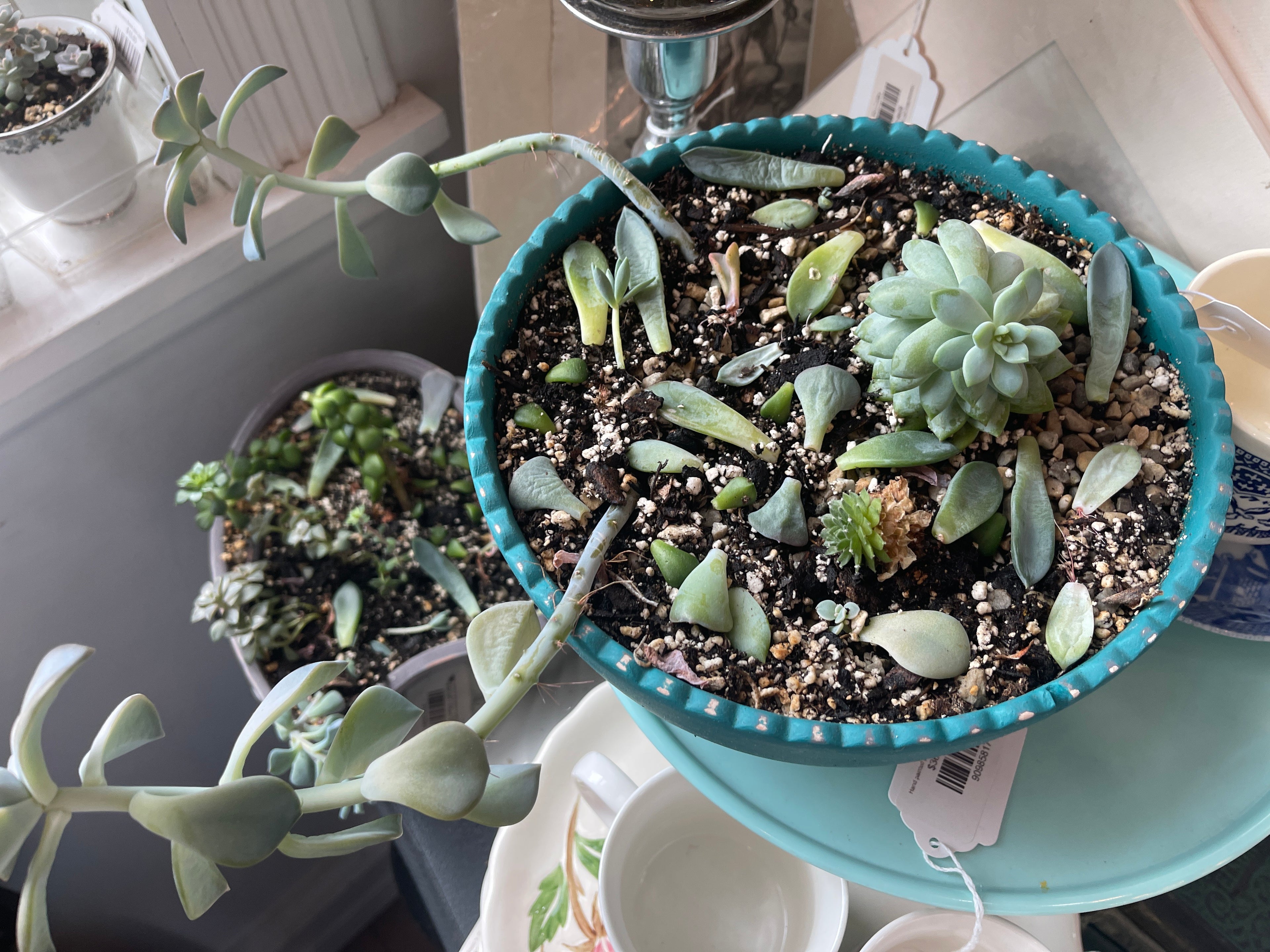 Hand painted plot planted with succulents - sold individually
