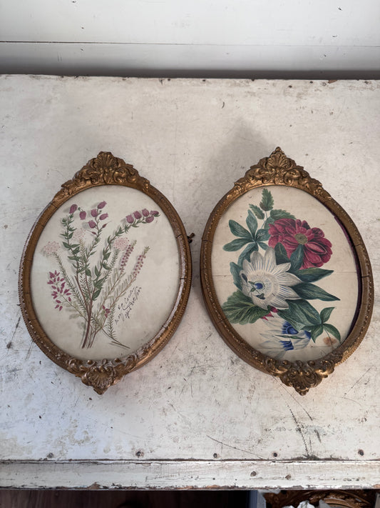 Georgian Contemporary Botanicals in Gold Plater Frames - sold as a set