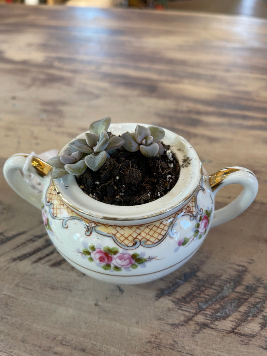 Antique Nippon Porcelain Sugar Bowl with Live succulent